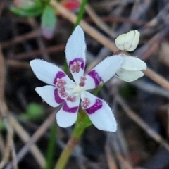 Wurmbea dioica subsp. dioica (Early Nancy) at Kingsdale, NSW - 27 Aug 2024 by trevorpreston