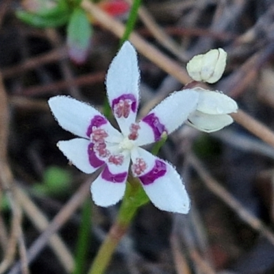 Wurmbea dioica subsp. dioica (Early Nancy) at Kingsdale, NSW - 27 Aug 2024 by trevorpreston