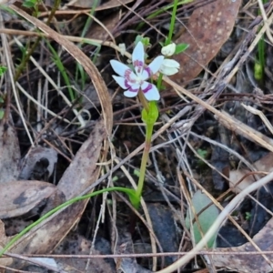 Wurmbea dioica subsp. dioica at Kingsdale, NSW - 27 Aug 2024