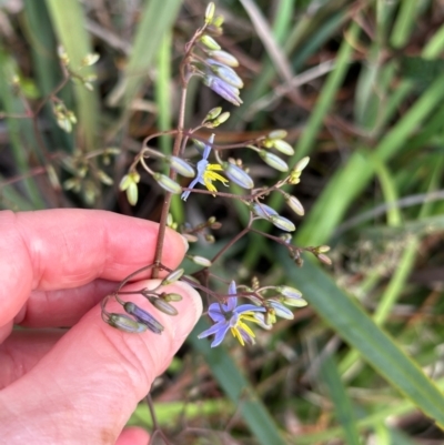 Dianella longifolia at Yuraygir, NSW - 27 Aug 2024 by lbradley