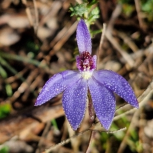 Cyanicula caerulea at Kingsdale, NSW - 27 Aug 2024