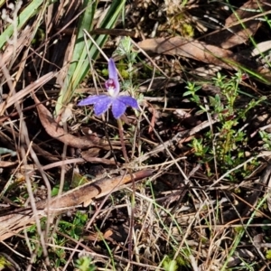 Cyanicula caerulea at Kingsdale, NSW - 27 Aug 2024