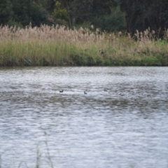 Fulica atra (Eurasian Coot) at Kiama, NSW - 25 Aug 2024 by plants