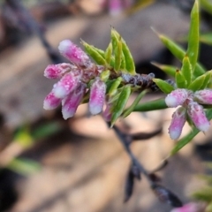 Lissanthe strigosa subsp. subulata (Peach Heath) at Kingsdale, NSW - 27 Aug 2024 by trevorpreston