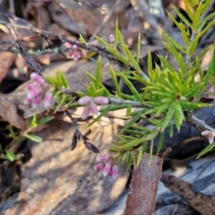 Lissanthe strigosa subsp. subulata at Kingsdale, NSW - 27 Aug 2024 08:17 AM