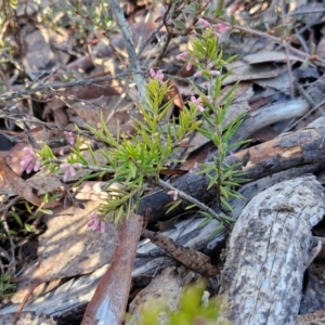 Lissanthe strigosa subsp. subulata at Kingsdale, NSW - 27 Aug 2024 08:17 AM