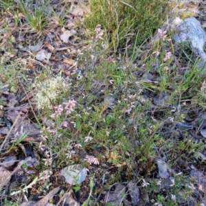 Lissanthe strigosa subsp. subulata at Kingsdale, NSW - 27 Aug 2024 08:17 AM