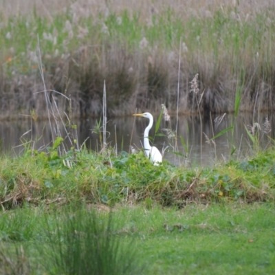 Ardea alba (Great Egret) at Kiama, NSW - 25 Aug 2024 by plants