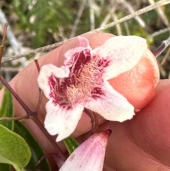 Pandorea pandorana (Wonga Wonga Vine) at Yuraygir, NSW - 27 Aug 2024 by lbradley