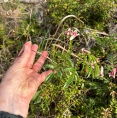 Pandorea pandorana at Yuraygir, NSW - 27 Aug 2024