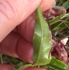 Pandorea pandorana at Yuraygir, NSW - 27 Aug 2024 08:47 AM