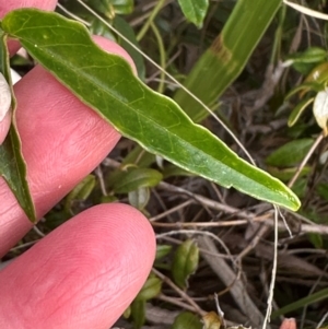 Pandorea pandorana at Yuraygir, NSW - 27 Aug 2024