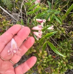 Pandorea pandorana at Yuraygir, NSW - 27 Aug 2024 08:47 AM