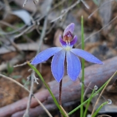 Cyanicula caerulea (Blue Fingers, Blue Fairies) at Kingsdale, NSW - 26 Aug 2024 by trevorpreston