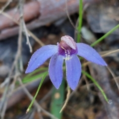 Cyanicula caerulea at Kingsdale, NSW - suppressed