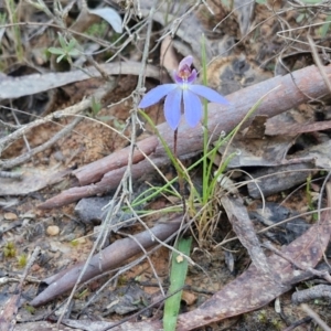 Cyanicula caerulea at Kingsdale, NSW - suppressed