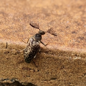 Ptilophorus sp. (genus) at Isaacs, ACT - 27 Aug 2024 11:44 AM