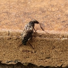 Ptilophorus sp. (genus) at Isaacs, ACT - 27 Aug 2024 11:44 AM