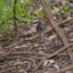 Sericornis frontalis (White-browed Scrubwren) at Kiama, NSW - 25 Aug 2024 by plants