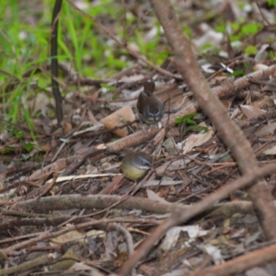 Sericornis frontalis (White-browed Scrubwren) at Kiama, NSW - 25 Aug 2024 by plants