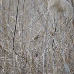 Neochmia temporalis (Red-browed Finch) at Kiama, NSW - 25 Aug 2024 by plants