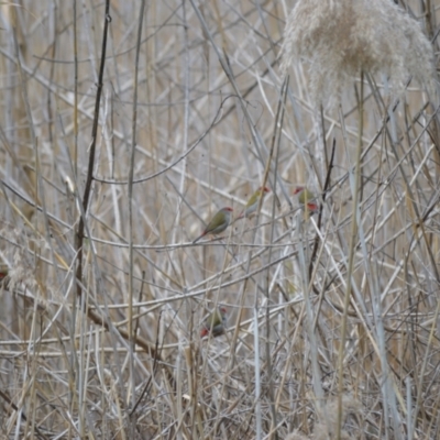 Neochmia temporalis (Red-browed Finch) at Kiama, NSW - 25 Aug 2024 by plants