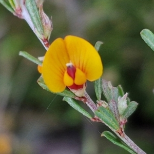 Pultenaea microphylla at Kingsdale, NSW - 27 Aug 2024 08:11 AM