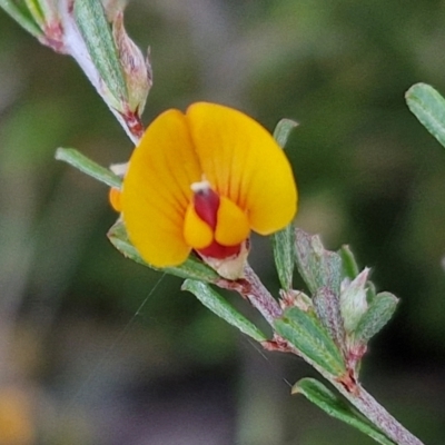 Pultenaea microphylla (Egg and Bacon Pea) at Kingsdale, NSW - 26 Aug 2024 by trevorpreston