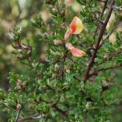 Pultenaea microphylla at Kingsdale, NSW - 27 Aug 2024