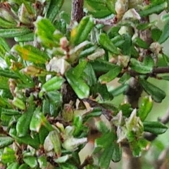 Pultenaea microphylla at Kingsdale, NSW - 27 Aug 2024 08:11 AM