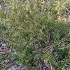 Pultenaea microphylla at Kingsdale, NSW - 27 Aug 2024