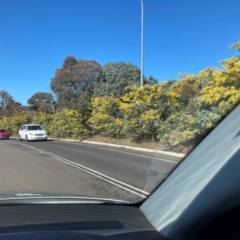 Acacia baileyana (Cootamundra Wattle, Golden Mimosa) at Lyneham, ACT - 24 Aug 2024 by waltraud