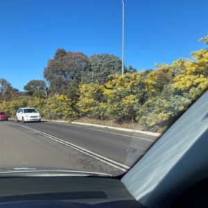 Acacia baileyana at Lyneham, ACT - 24 Aug 2024