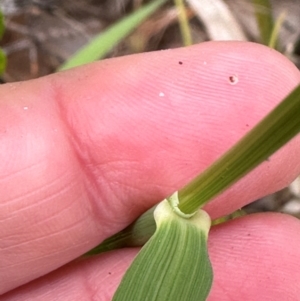 Dichelachne sp. at Yuraygir, NSW - 27 Aug 2024 08:44 AM