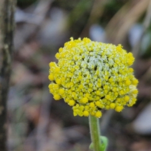 Craspedia variabilis at Kingsdale, NSW - 27 Aug 2024