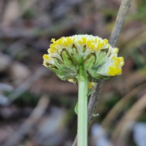 Craspedia variabilis at Kingsdale, NSW - 27 Aug 2024