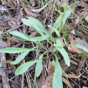 Craspedia variabilis at Kingsdale, NSW - 27 Aug 2024