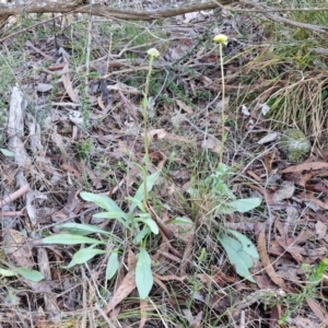 Craspedia variabilis at Kingsdale, NSW - 27 Aug 2024