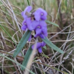 Hovea heterophylla (Common Hovea) at Kingsdale, NSW - 26 Aug 2024 by trevorpreston