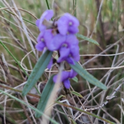 Hovea heterophylla (Common Hovea) at Kingsdale, NSW - 27 Aug 2024 by trevorpreston