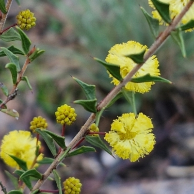 Acacia gunnii (Ploughshare Wattle) at Kingsdale, NSW - 27 Aug 2024 by trevorpreston