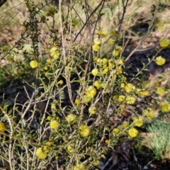 Acacia gunnii at Kingsdale, NSW - 27 Aug 2024