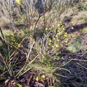 Acacia gunnii at Kingsdale, NSW - 27 Aug 2024