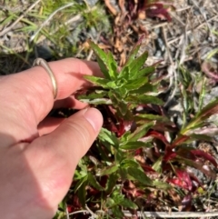 Epilobium ciliatum (A Willow Herb) at Throsby, ACT - 27 Aug 2024 by RangerRiley