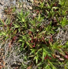 Epilobium ciliatum at Throsby, ACT - 27 Aug 2024