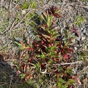 Epilobium ciliatum at Throsby, ACT - 27 Aug 2024