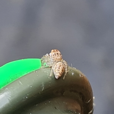 Opisthoncus sp. (genus) (Unidentified Opisthoncus jumping spider) at Isaacs, ACT - 27 Aug 2024 by Mike