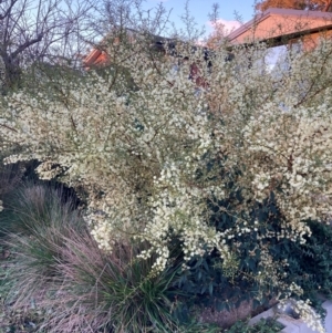 Acacia genistifolia at Hackett, ACT - 24 Aug 2024