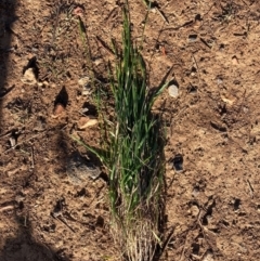 Anthoxanthum odoratum (Sweet Vernal Grass) at Watson, ACT - 26 Aug 2024 by waltraud