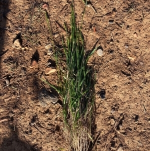 Anthoxanthum odoratum at Watson, ACT - 26 Aug 2024